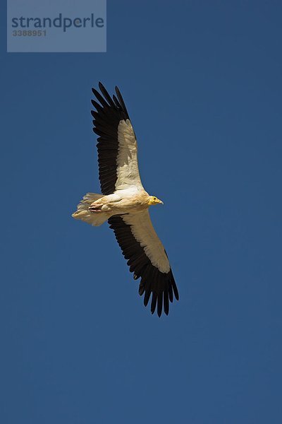 Schmutzgeier (Neophron percnopterus) im Flug vor blauem Himmel