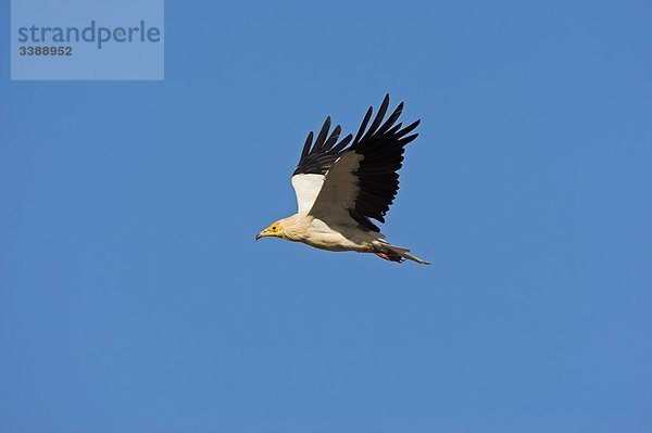 Schmutzgeier (Neophron percnopterus) im Flug vor blauem Himmel