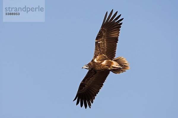 Schmutzgeier (Neophron percnopterus) im Flug vor blauem Himmel