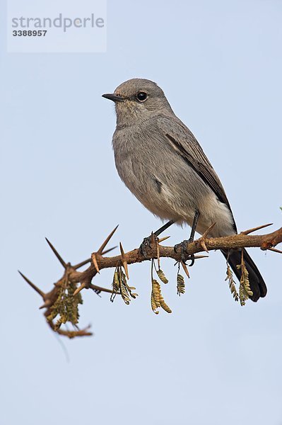 Grauschmätzer (Cercomela melanura) auf einem Zweig sitzend