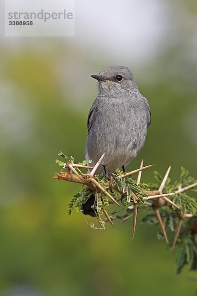 Grauschmätzer (Cercomela melanura) auf einem Zweig sitzend  Close-up