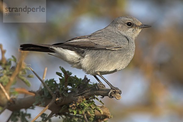 Grauschmätzer (Cercomela melanura) auf einem Zweig sitzend  Close-up