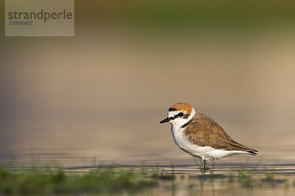 Seeregenpfeifer (Charadrius alexandrinus) im seichten Wasser stehend  Seitenansicht