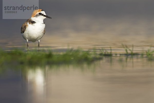 Seeregenpfeifer (Charadrius alexandrinus) im seichten Wasser stehend