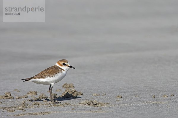 Seeregenpfeifer (Charadrius alexandrinus)  Seitenansicht