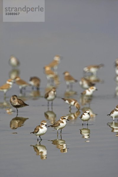 Seeregenpfeifer (Charadrius alexandrinus) im Wasser stehend