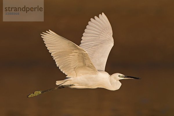 Seidenreiher (Egretta garzetta) im Flug  Seitenansicht