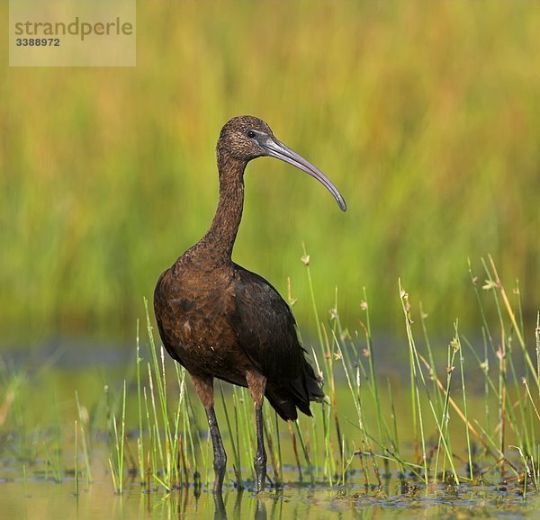 Brauner Sichler (Plegadis falcinellus) im Wasser stehend