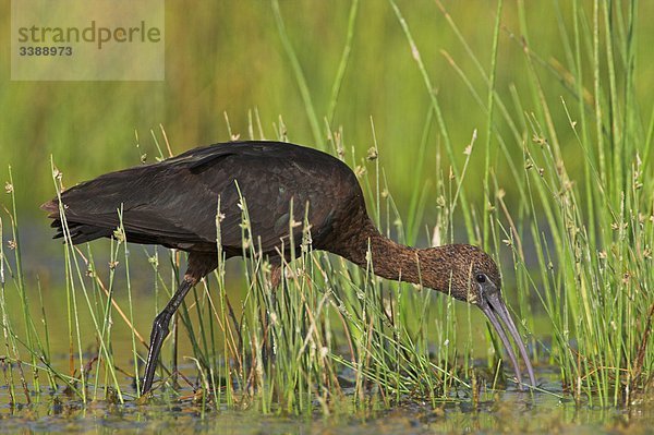 Brauner Sichler (Plegadis falcinellus) im Wasser stehend