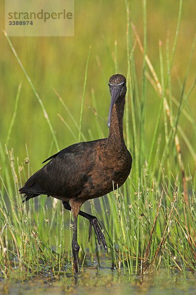 Brauner Sichler (Plegadis falcinellus) im hohen Gras stehend