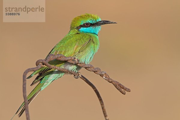 Smaragdspint (Merops orientalis) auf einem rostigen Draht sitzend  Close-up