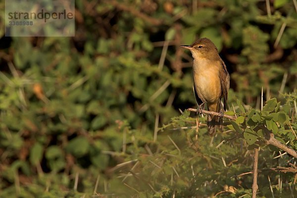 Stentorrohrsänger (Acrocephalus stentoreus) auf einem Zweig hockend