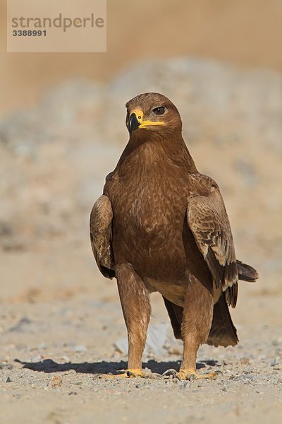 Steppenadler (Aquila nipalensis)