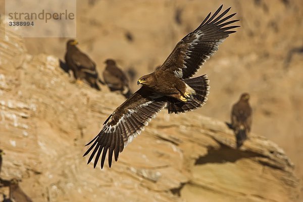 Steppenadler (Aquila nipalensis) fliegt an einem Felsen vorbei
