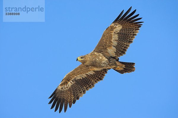 Steppenadler (Aquila nipalensis) im Flug vor blauem Himmel