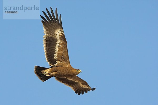 Steppenadler (Aquila nipalensis) im Flug vor blauem Himmel