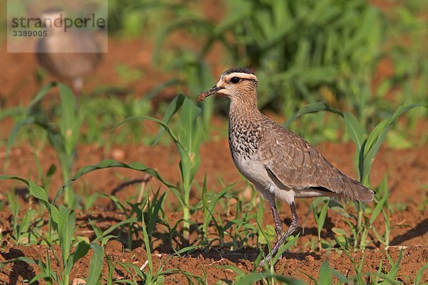 Steppenkiebitze (Vanellus gregarius) auf einem Feld