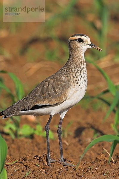 Steppenkiebitz (Vanellus gregarius) auf einem Feld stehend  Close-up