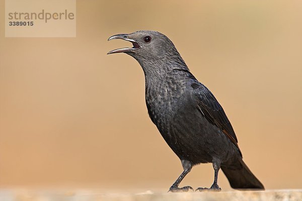 Tristramstar (Onychognathus tristramii) singend  Seitenansicht