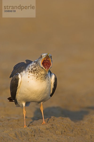 Tundramöwe (Larus heuglini) mit geöffnetem Schnabel