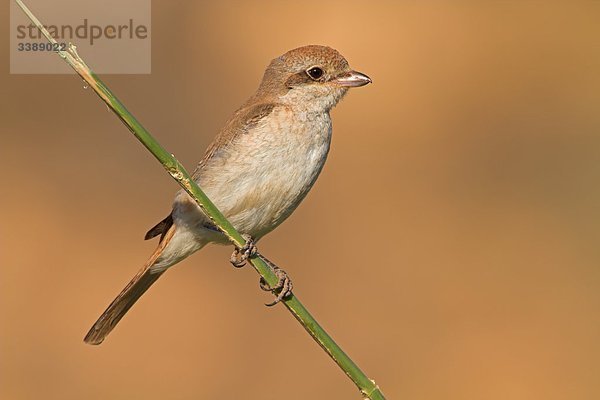 Isabellwürger (Lanius isabellinus) auf einem Zweig sitzend  Close-up