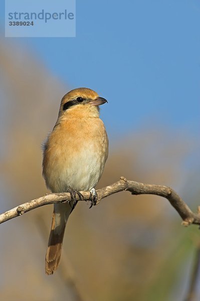 Isabellwürger (Lanius isabellinus) auf einem Zweig sitzend  Close-up