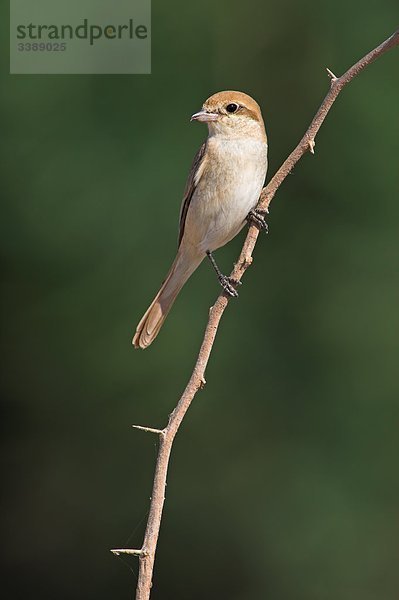 Isabellwürger (Lanius isabellinus) auf einem Zweig sitzend  Close-up