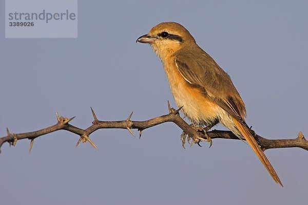 Isabellwürger (Lanius isabellinus) auf einem Zweig sitzend  Seitenansicht