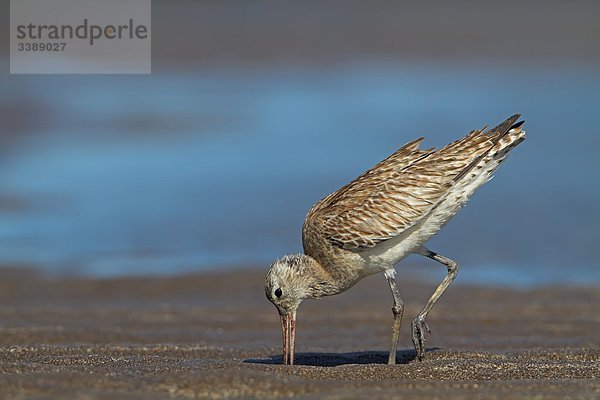 Uferschnepfe (Limosa limosa) auf Nahrungssuche im Watt  Seitenansicht