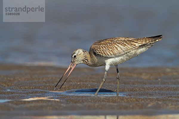 Uferschnepfe (Limosa limosa) auf Nahrungssuche im Watt  Seitenansicht