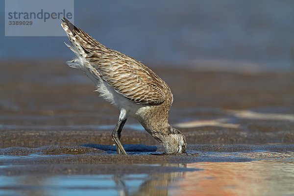 Uferschnepfe (Limosa limosa) auf Nahrungssuche im Watt  Seitenansicht