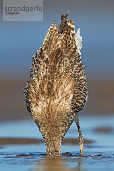 Uferschnepfe (Limosa limosa) steckt Kopf ins Watt  Close-up