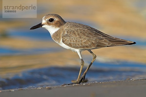 Wüstenregenpfeifer (Charadrius leschenaultii)  Seitenansicht