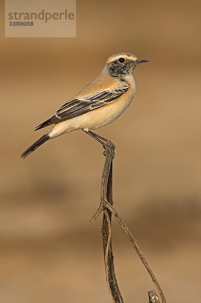 Wüstensteinschmätzer (Oenanthe deserti) auf einem Zweig sitzend  Seitenansicht