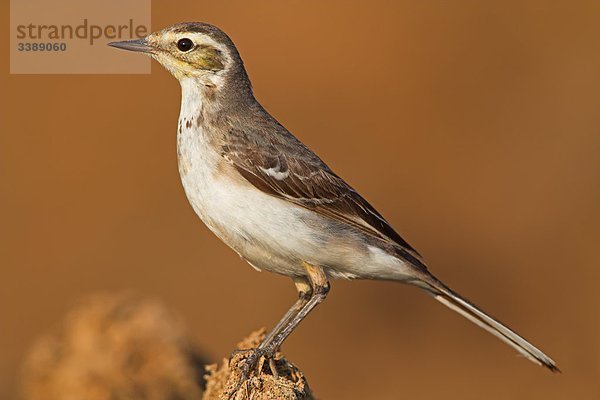 Zitronenstelze (Motacilla citreola)  Seitenansicht