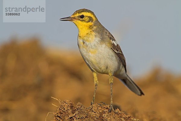 Zitronenstelze (Motacilla citreola)  Close-up