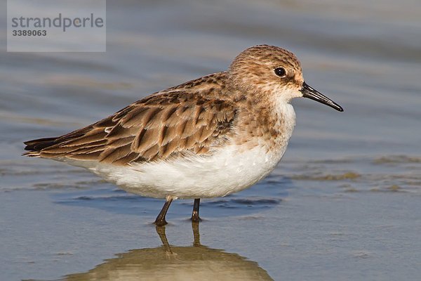 Zwergstrandläufer (Calidris minuta) im Wasser stehend  Close-up