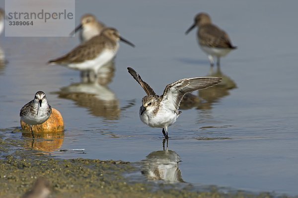 Zwergstrandläufer (Calidris minuta) an einem Ufer