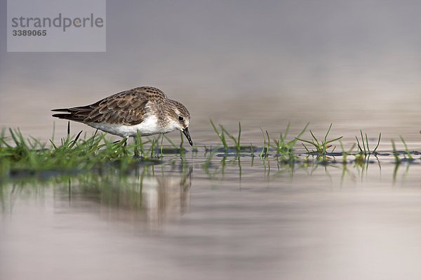 Zwergstrandläufer (Calidris minuta) im seichten Wasser stehend  Seitenansicht