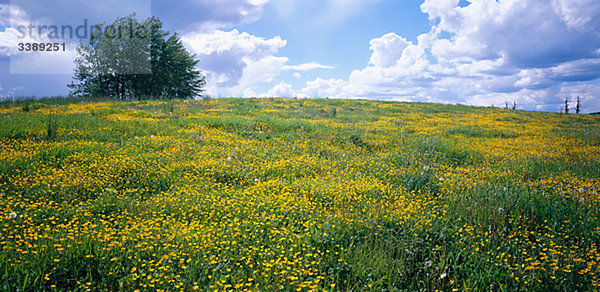 Feld mit buttercup