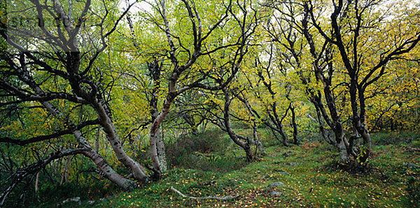 Berg Birke im Herbst