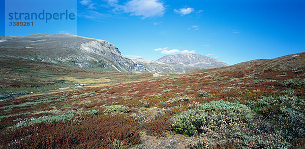 Mohr mit Bergen im Hintergrund