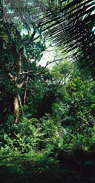 Tropischen Regen Wald