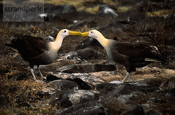 Ein paar Waved Albatross  Galapagos.