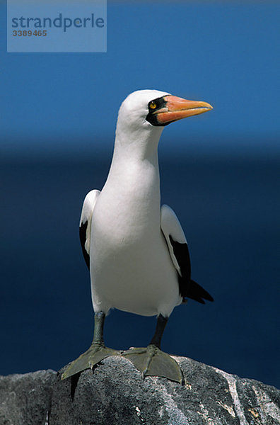 Vogel gegen einen blauen Hintergrund  Galapagos  Ecuador.