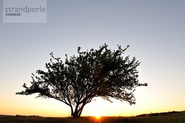 Baum gegen ein Sonnenuntergang  Schweden.