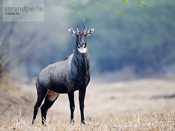 Eine Antilope in einer Waldlichtung