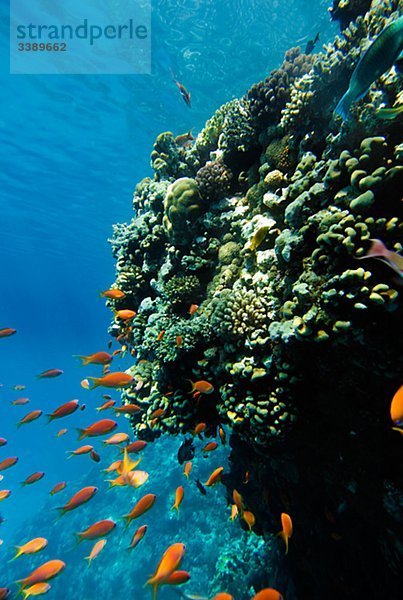 A coral reef  the Red Sea.