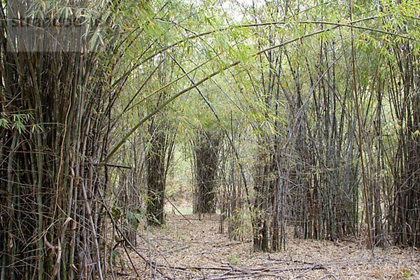 Wald von Bambus