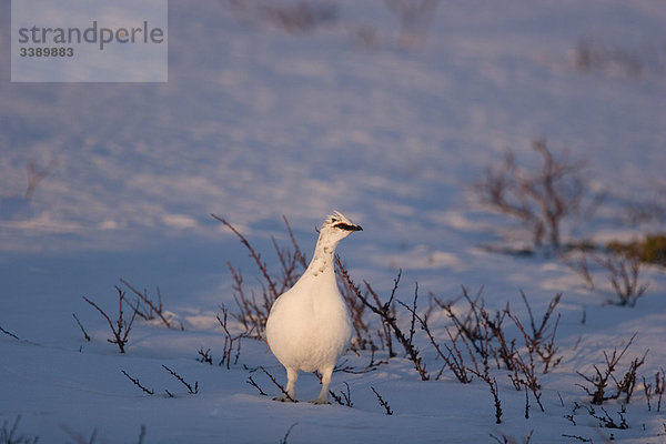 Ein Grouse im winter